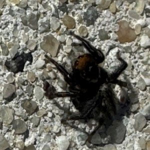 Maratus griseus at Russell, ACT - 15 Aug 2024 12:43 PM