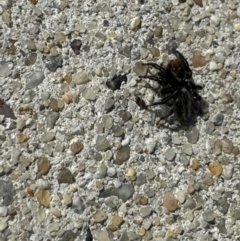 Maratus griseus at Russell, ACT - 15 Aug 2024 12:43 PM