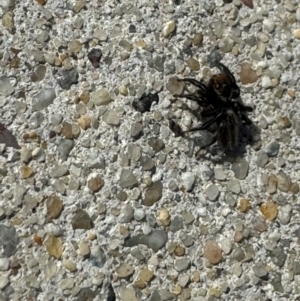 Maratus griseus at Russell, ACT - 15 Aug 2024 12:43 PM