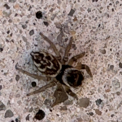 Maratus griseus (Jumping spider) at Russell, ACT - 15 Aug 2024 by Hejor1