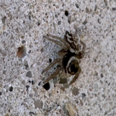 Maratus griseus at Russell, ACT - 15 Aug 2024 12:43 PM