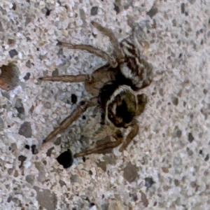 Maratus griseus at Russell, ACT - 15 Aug 2024