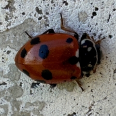 Hippodamia variegata (Spotted Amber Ladybird) at Russell, ACT - 15 Aug 2024 by Hejor1