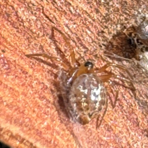 Euryopis umbilicata at Russell, ACT - 15 Aug 2024