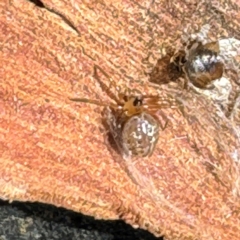 Euryopis umbilicata at Russell, ACT - 15 Aug 2024