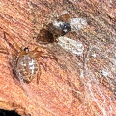 Euryopis umbilicata at Russell, ACT - 15 Aug 2024