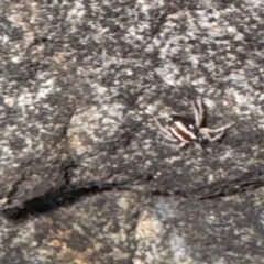 Euryopis umbilicata (Striped tick spider) at Russell, ACT - 15 Aug 2024 by Hejor1