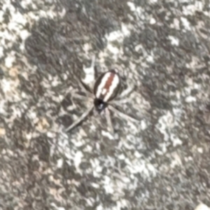 Euryopis umbilicata at Russell, ACT - 15 Aug 2024