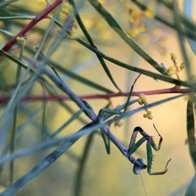 Orthodera ministralis at Russell, ACT - 15 Aug 2024 by Hejor1