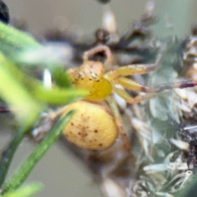 Australomisidia sp. (genus) (Flower spider) at Russell, ACT - 15 Aug 2024 by Hejor1