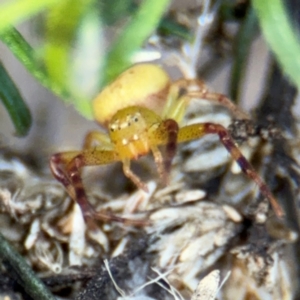 Australomisidia sp. (genus) at Russell, ACT - 15 Aug 2024 05:04 PM