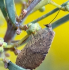 Drepanacra binocula (Notched brown lacewing) at Russell, ACT - 15 Aug 2024 by Hejor1