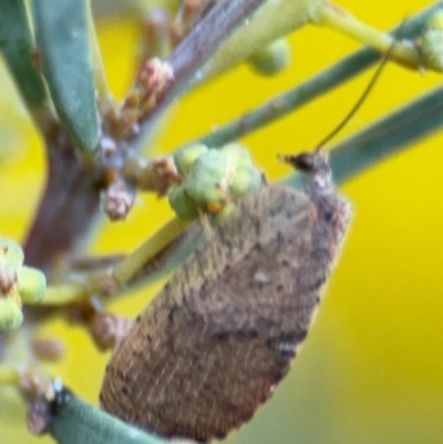 Drepanacra binocula (Notched brown lacewing) at Russell, ACT - 15 Aug 2024 by Hejor1