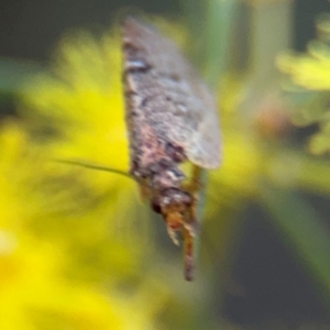 Drepanacra binocula at Russell, ACT - 15 Aug 2024 05:10 PM