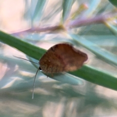 Drepanacra binocula at Russell, ACT - 15 Aug 2024 05:10 PM