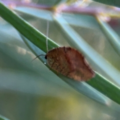 Drepanacra binocula at Russell, ACT - 15 Aug 2024 05:10 PM