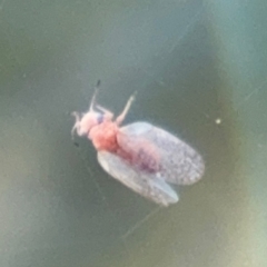 Psyllidae sp. (family) (Unidentified psyllid or lerp insect) at Russell, ACT - 15 Aug 2024 by Hejor1