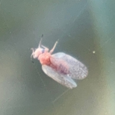 Psyllidae sp. (family) (Unidentified psyllid or lerp insect) at Russell, ACT - 15 Aug 2024 by Hejor1