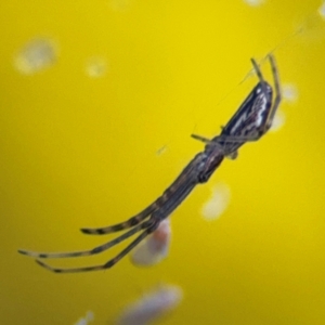 Tetragnatha demissa at Russell, ACT - 15 Aug 2024