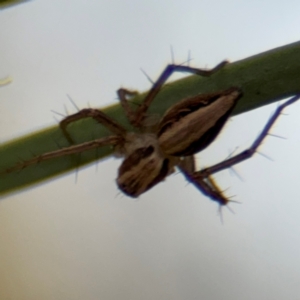 Oxyopes sp. (genus) at Russell, ACT - 15 Aug 2024