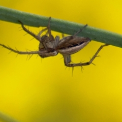 Oxyopes sp. (genus) at Russell, ACT - 15 Aug 2024