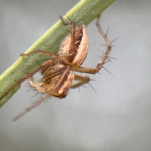 Oxyopes sp. (genus) at Russell, ACT - 15 Aug 2024