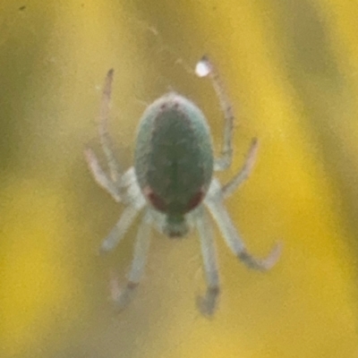 Araneus circulissparsus (species group) (Speckled Orb-weaver) at Russell, ACT - 15 Aug 2024 by Hejor1