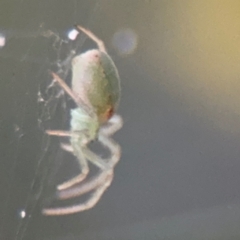 Araneus circulissparsus (species group) at Russell, ACT - 15 Aug 2024 05:19 PM