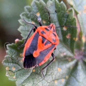 Agonoscelis rutila at Russell, ACT - 15 Aug 2024