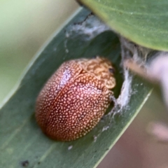 Paropsis atomaria (Eucalyptus leaf beetle) at Russell, ACT - 15 Aug 2024 by Hejor1