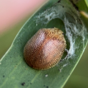 Paropsis atomaria at Russell, ACT - 15 Aug 2024