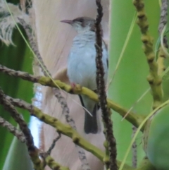 Ramsayornis modestus (Brown-backed Honeyeater) at Rollingstone, QLD - 15 Aug 2024 by lbradley