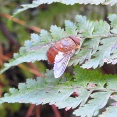 Calliphora ochracea (Reddish Brown blowfly) at Acton, ACT - 15 Aug 2024 by HelenCross