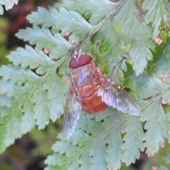 Calliphora ochracea at Acton, ACT - 15 Aug 2024