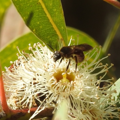 Lasioglossum sp. (genus) at Acton, ACT - 15 Aug 2024 by HelenCross