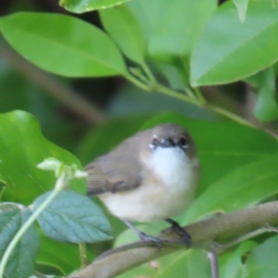 Gerygone magnirostris (Large-billed Gerygone) at Rollingstone, QLD - 15 Aug 2024 by lbradley