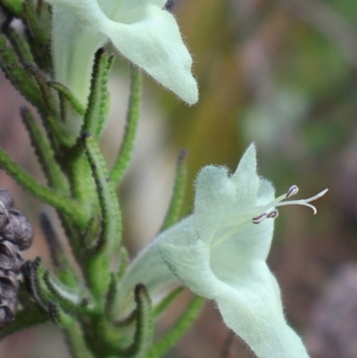 Chloanthes stoechadis at Tianjara, NSW - 10 Aug 2024 by Clarel