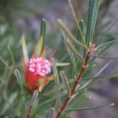 Lambertia formosa (Mountain Devil) at Tianjara, NSW - 10 Aug 2024 by Clarel