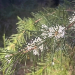 Hakea sericea (Needlebush) at Ulladulla, NSW - 8 Aug 2024 by Clarel