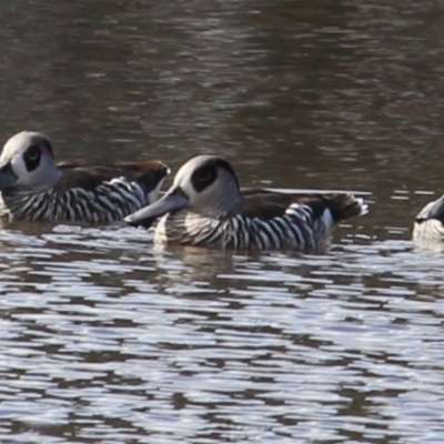 Malacorhynchus membranaceus (Pink-eared Duck) at Gundaroo, NSW - 12 Aug 2024 by MaartjeSevenster