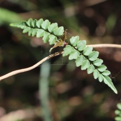 Pandorea pandorana (Wonga Wonga Vine) at Stroud, NSW - 25 Dec 2023 by MaartjeSevenster