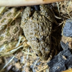 Crinia sp. (genus) (A froglet) at Kambah, ACT - 10 Aug 2024 by HelenCross