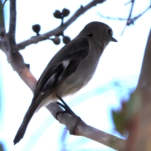 Petroica phoenicea at Kambah, ACT - 15 Aug 2024