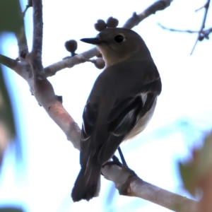 Petroica phoenicea at Kambah, ACT - 15 Aug 2024