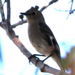 Petroica phoenicea at Kambah, ACT - 15 Aug 2024