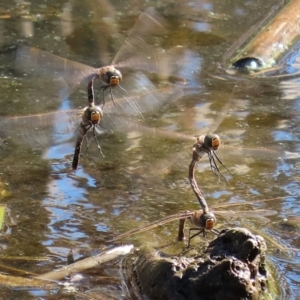 Anax papuensis at Fyshwick, ACT - 15 Aug 2024 01:24 PM