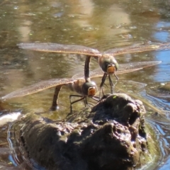 Anax papuensis at Fyshwick, ACT - 15 Aug 2024