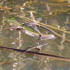 Anax papuensis at Fyshwick, ACT - 15 Aug 2024