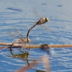 Anax papuensis at Fyshwick, ACT - 15 Aug 2024