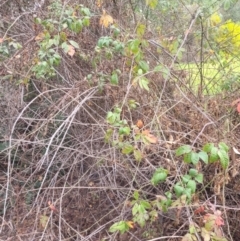 Rubus sp. at Roleystone, WA - 15 Aug 2024 by bookbuster